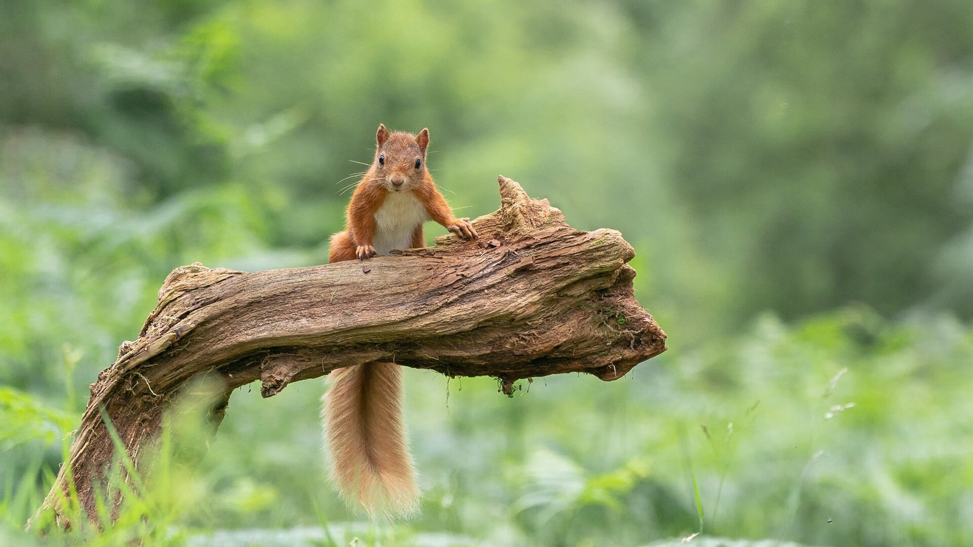 东决夜唯一的神,当伊布踏入篮球禁区