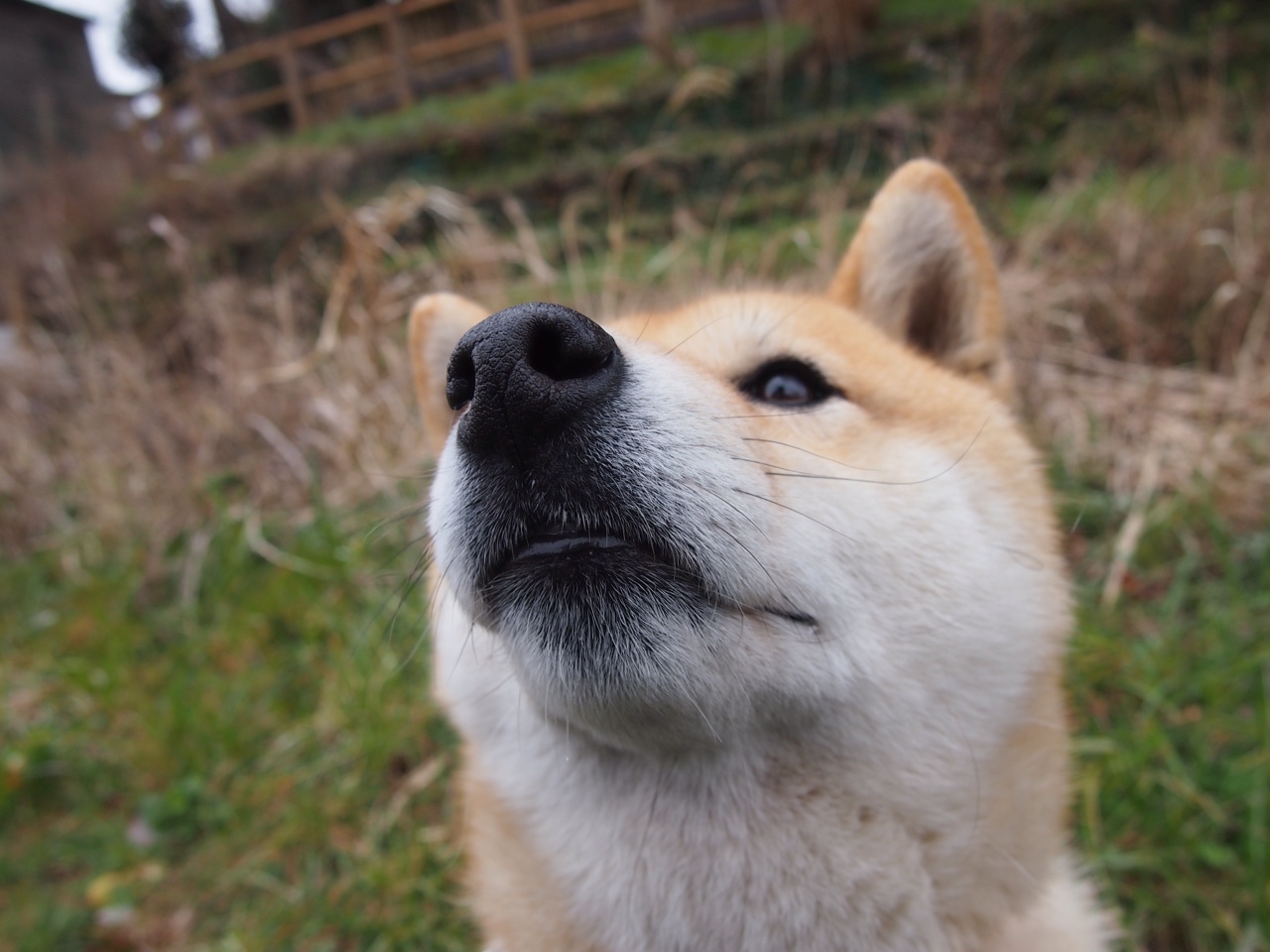 防线基石！皮克制胜头槌定乾坤，佛罗伦萨众志成城稳胜巴萨