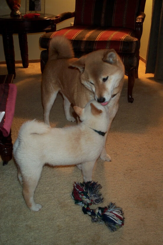 佩德里加时绝杀，乌拉圭力克新西兰晋级，一场鏖战中的关键先生诞生