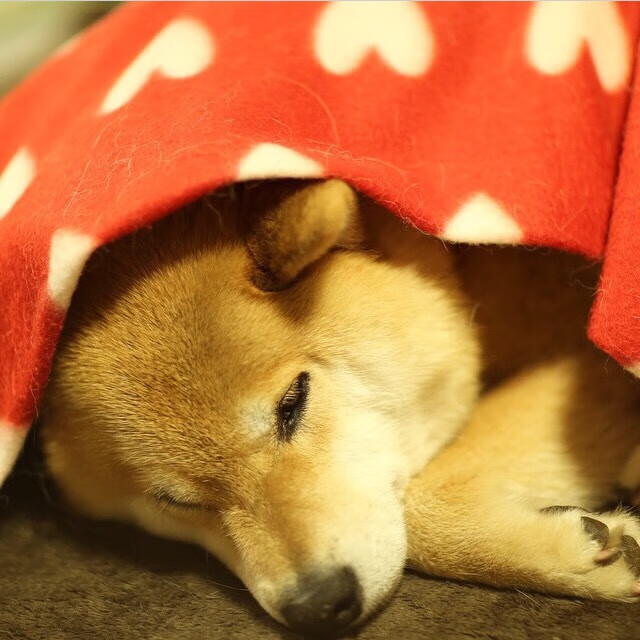 极速赛道与热血球场，2023年的双线争冠狂想曲