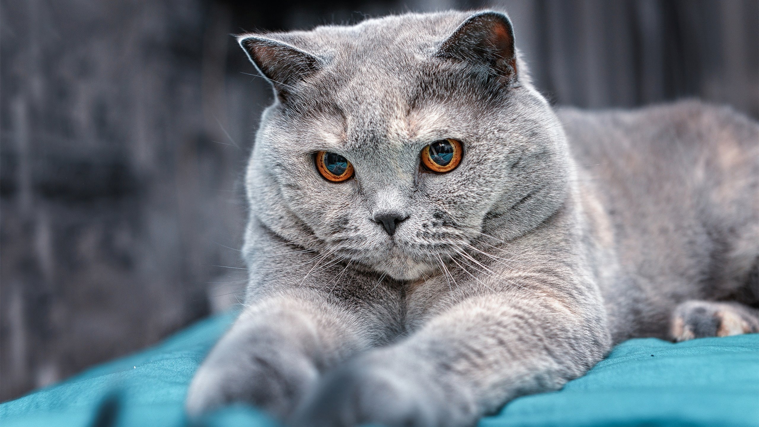 跨界奇兵，久保建英如何助乌克兰一波带走摩洛哥