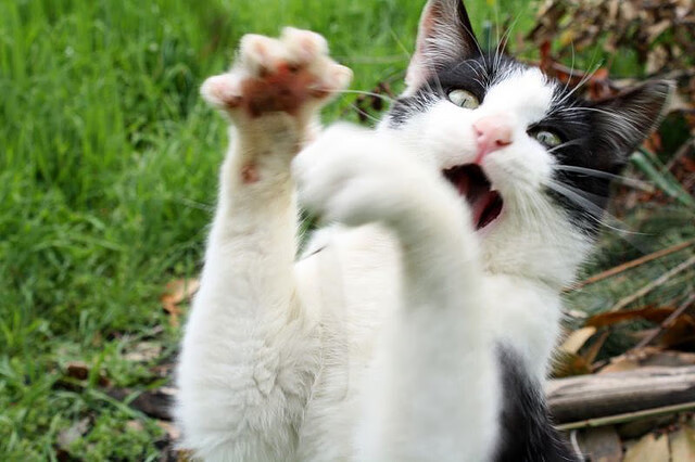 开云体育入口-唯一没有球星的巅峰之舞，当奥利维耶的爆发遇见塞维利亚的战术火焰