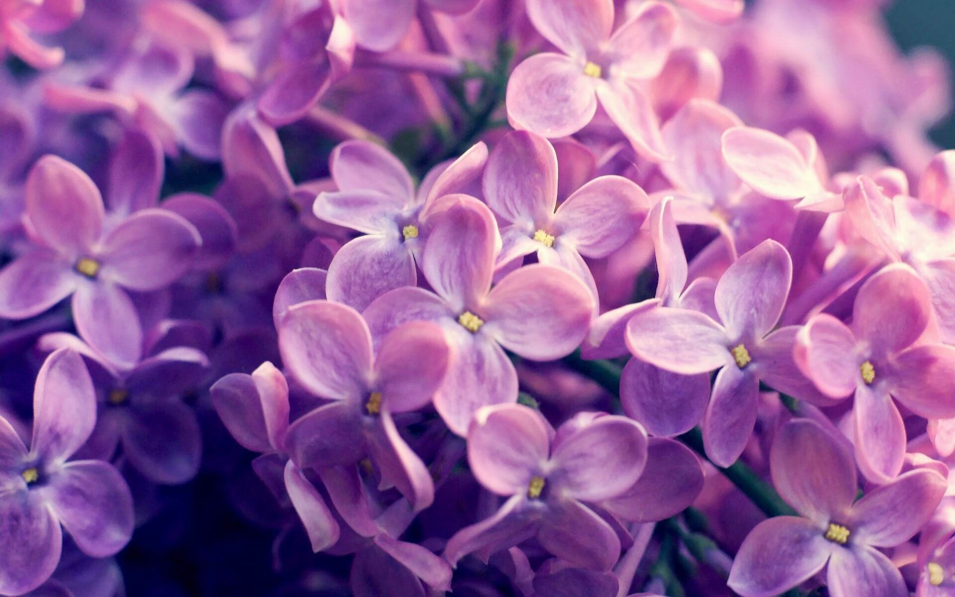 平行宇宙的篮板，当独行侠遇见北京队，浓眉在数据缝隙中刷新纪录